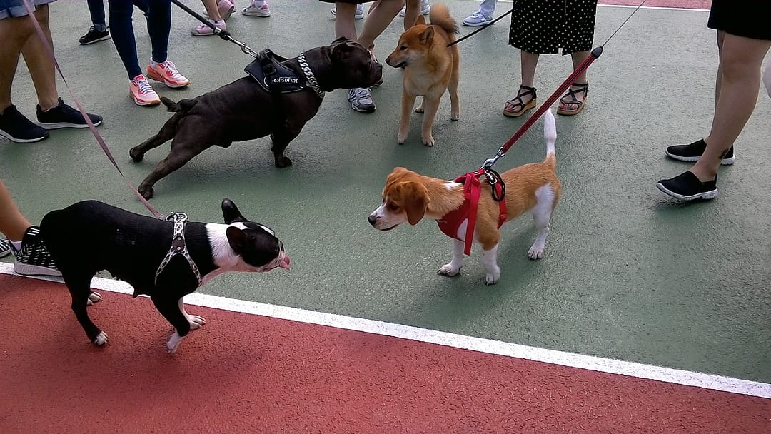 Hundegruppe im Stadttraining an der Leine