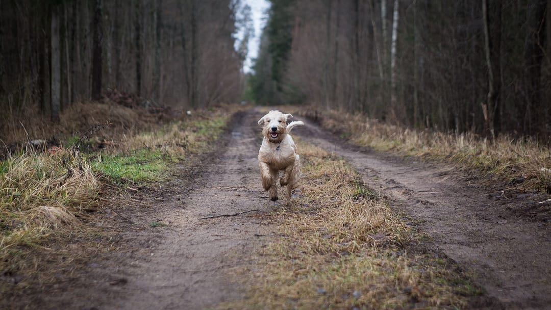 Hund läuft auf einem Waldweg auf einem zu