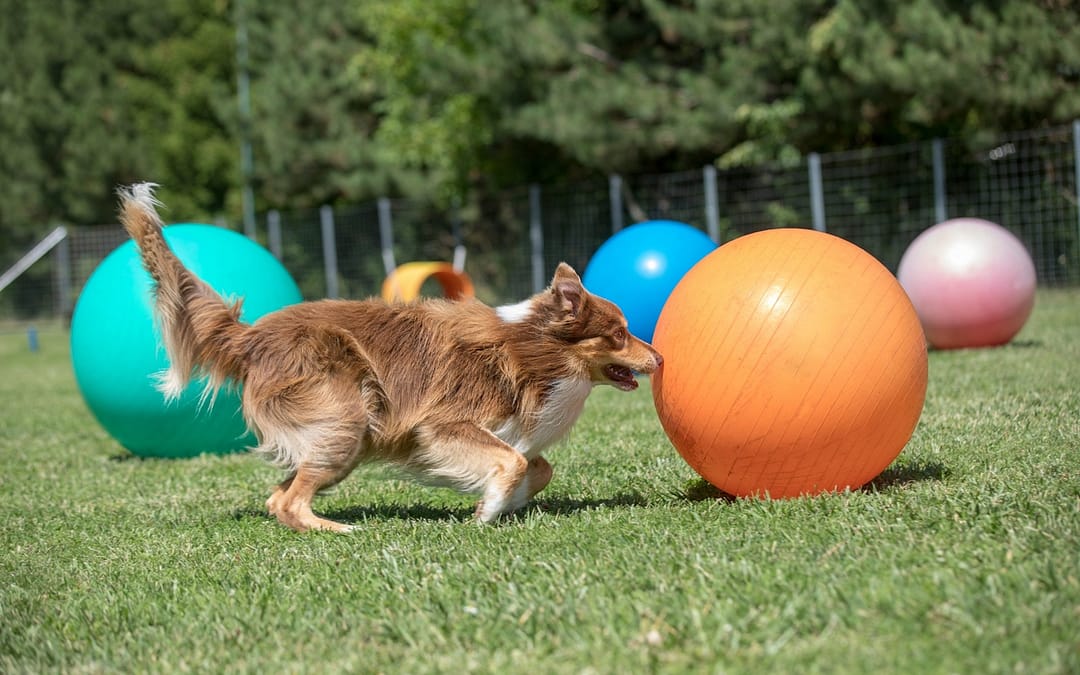 Hund rollt einen Ball