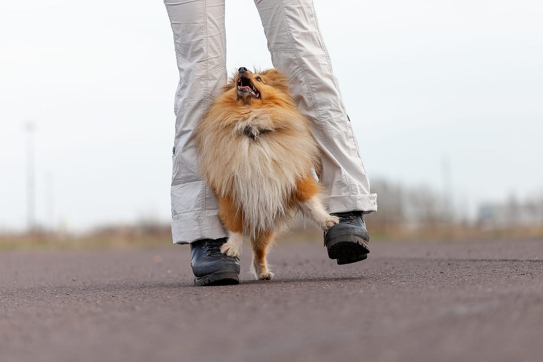 Dog trainer works with a sheetland sheepdog