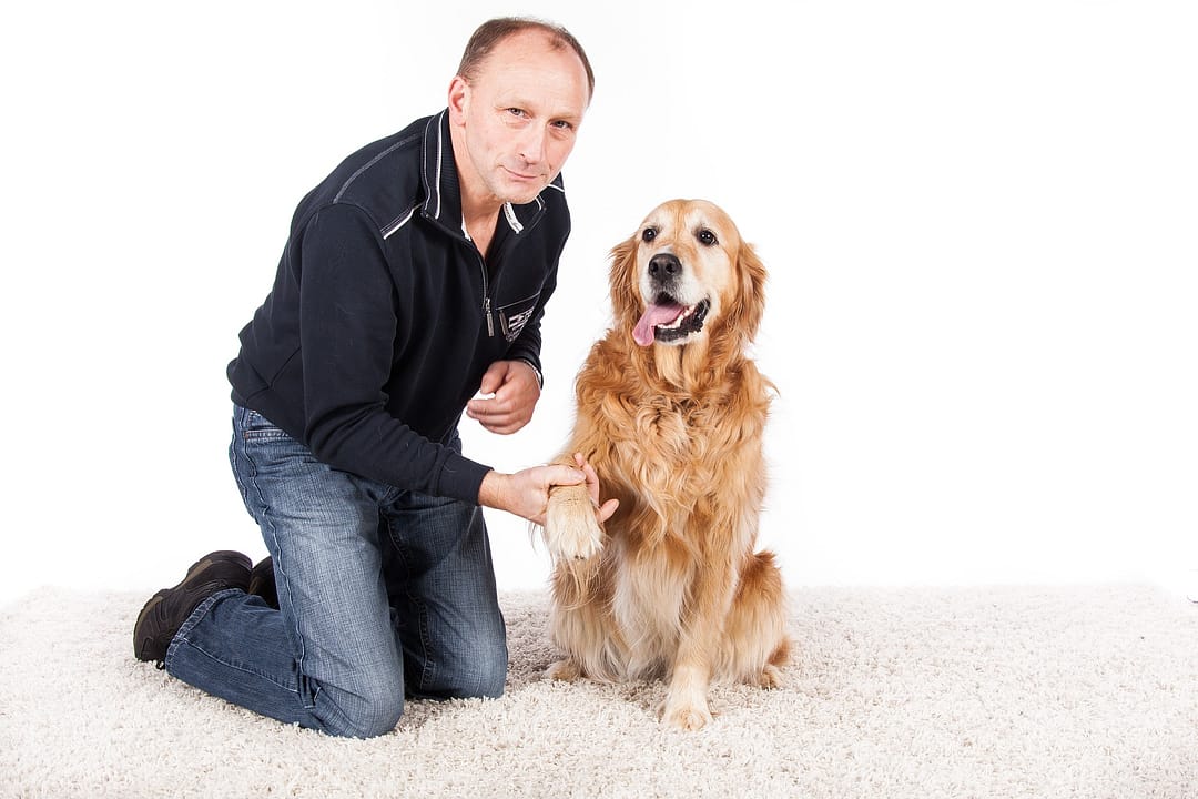 golden-retriever-5393766_1920