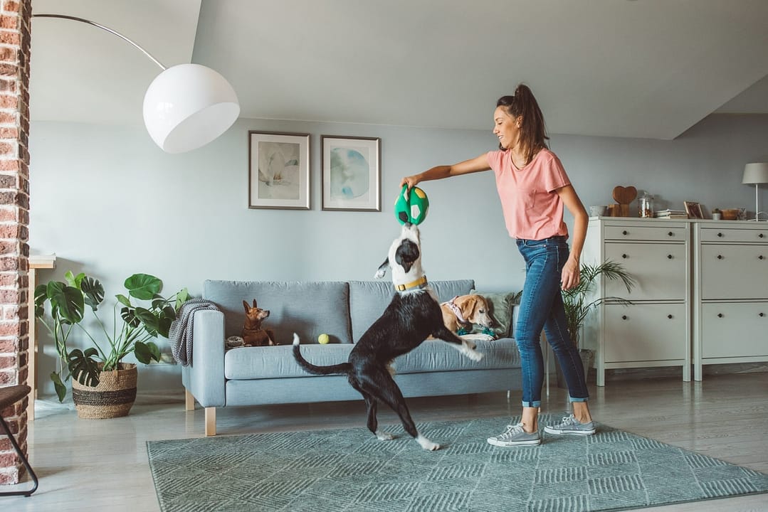 Pet daycare