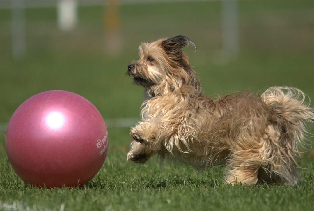 Hund rollt einen Ball
