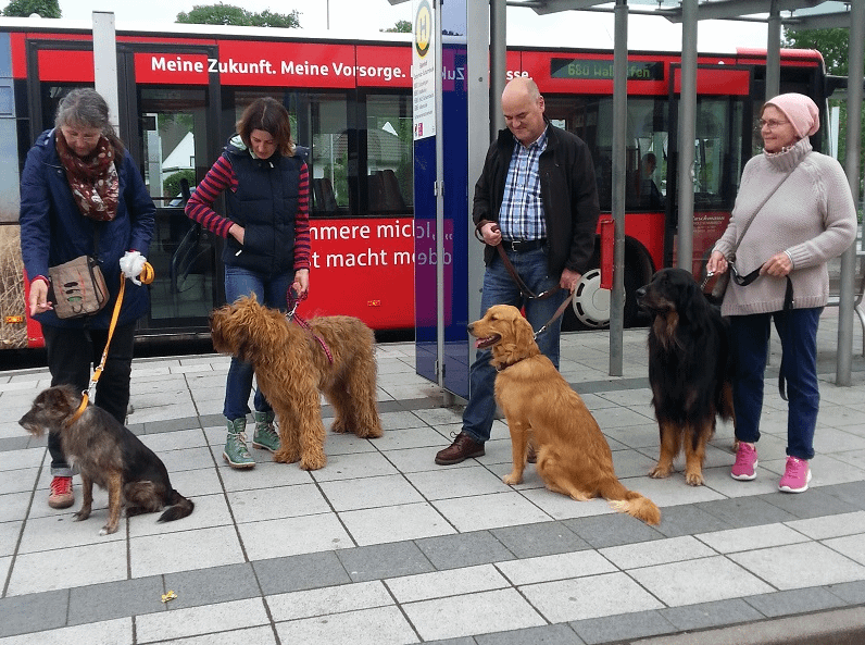 Hundegruppe im Stadttraining an der Leine